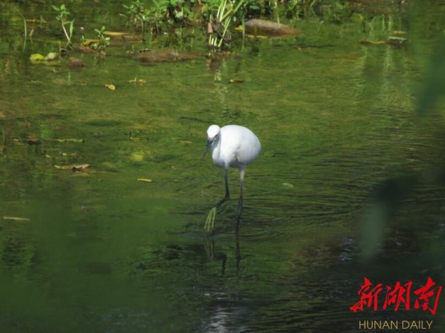 攸县兴林油茶,油茶苗,油茶果,轻基质杯苗,裸根苗,油茶苗价值,油茶苗批发,油茶苗基地 攸县兴林油茶,油茶苗,油茶果,轻基质杯苗,裸根苗,油茶苗价值,油茶苗批发,油茶苗基地
