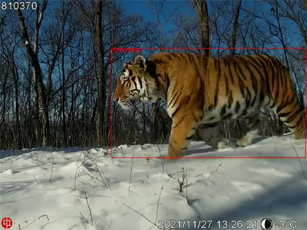 Z6人生就是博,湖南野活泼物追踪,湖南卫星追踪器,湖南追踪器 Z6人生就是博,湖南野活泼物追踪,湖南卫星追踪器,湖南追踪器
